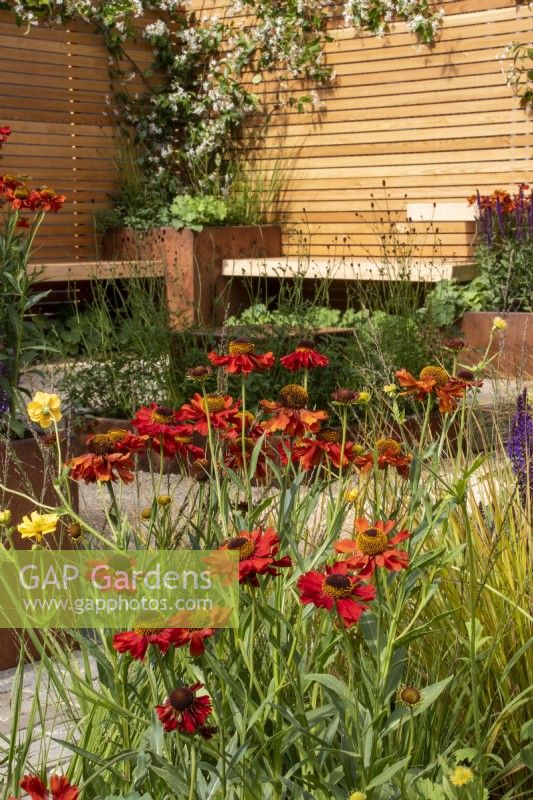 Rusted steel planters filled with perennials with benches, wooden fence and clay paver and gravel paths - RHS Hampton Court Palace Garden Festival, London, July 2022 - 'Lunch Break Garden', Best in Show Get Started Gardens - Designer Inspired Earth Design