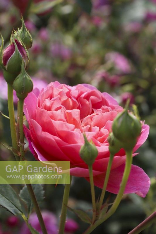Rosa 'Boscobel' - Auscousin - English shrub rose - July