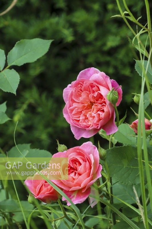 Rosa 'Bocsobel' - Auscousin - English shrub rose - July