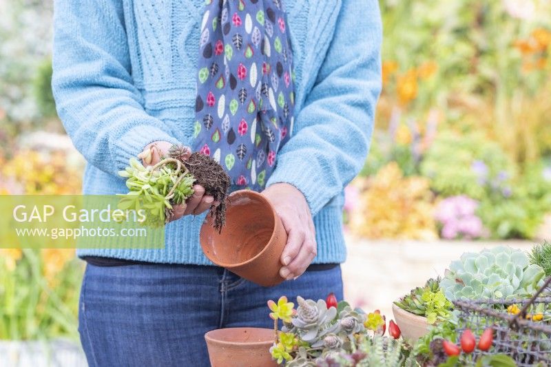 Woman planting succulents in small terracotta pots