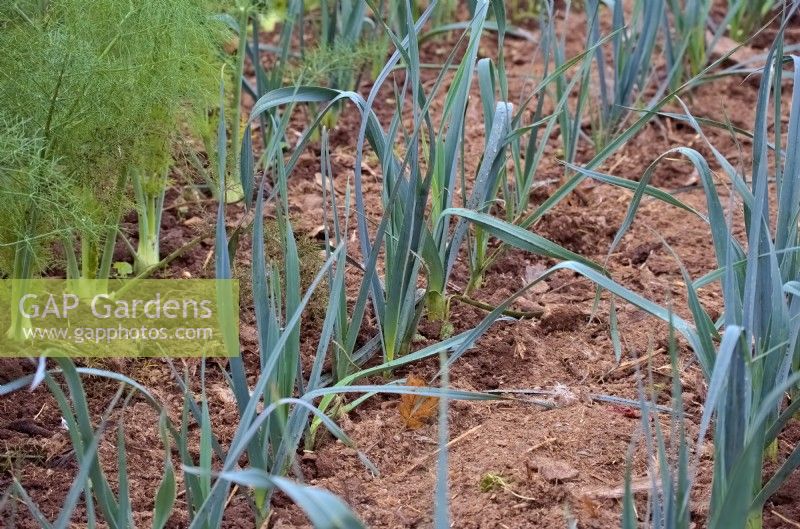 Changing climate with droughty summers and warm autumns allow late August transplanted leeks - Allium porrum -  to continue growing into early winter in mild localities. Shown 20 October.