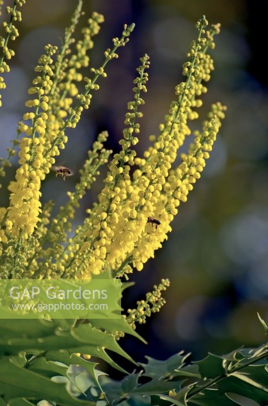 Mahonia x media 'Lionel Fortescue' with pollinating Honeybees - Apis mellifera