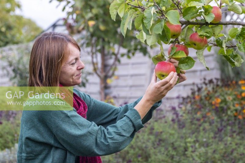 Woman picking apples from apple tree