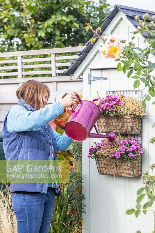 Woman watering Chrysanthemums and Callunas in metal shelves