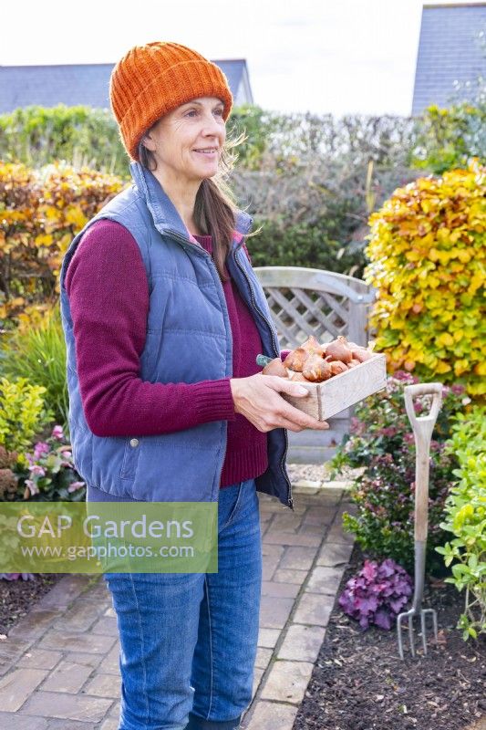 Woman carrying small wooden tray full of Tulip bulbs