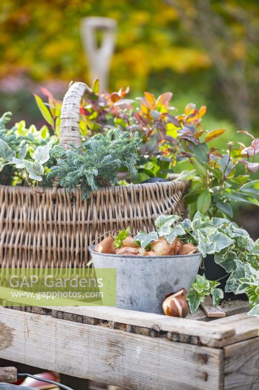 Wicker basket containing Leucothoe, Chamaecyparis and Ivy next to a small metal container of Tulip bulbs on wooden crate