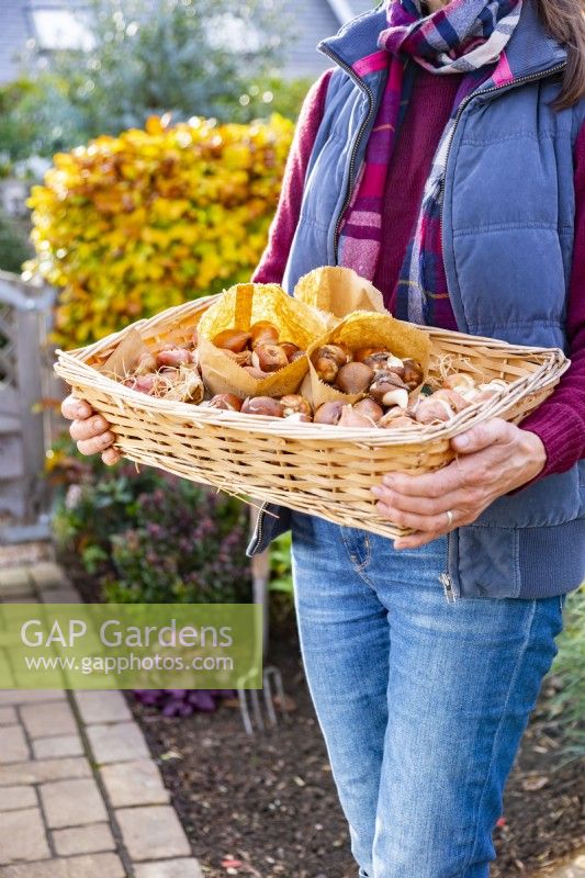 Woman holding a wicker tray full of Tulip bulbs
