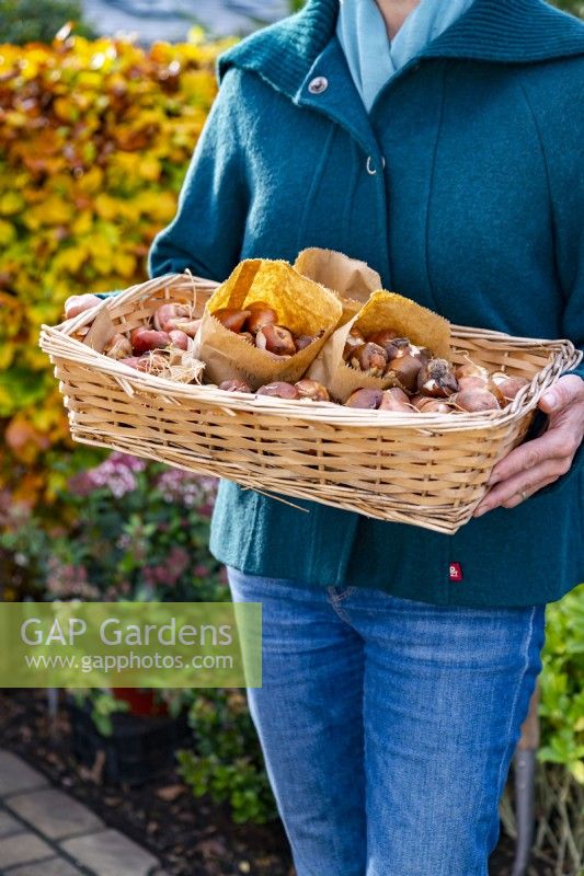 Woman holding a wicker tray full of Tulip bulbs
