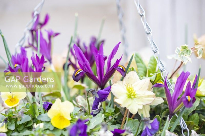 Iris 'J S Dijt' flowering in hanging container with Violas, Hellebores and Ivy