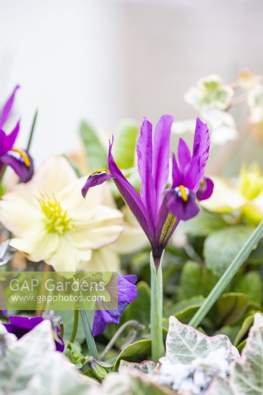 Iris 'J S Dijt' flowering in hanging container