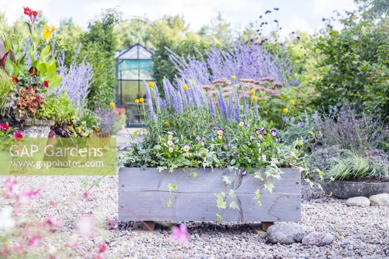 Wooden trough planted with Ivy, Craspedia globosa, Viola 'Sorbet Neptune' and Veronica 'Moody Blues Sky Blue'
