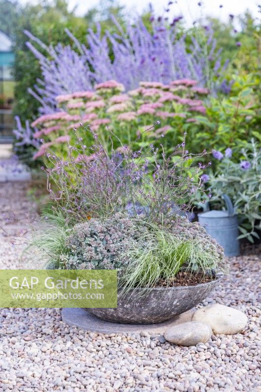 Shallow container planted with Verbena 'Bampton', Sedum 'Rose Carpet' and Carex 'Amazon Mist'