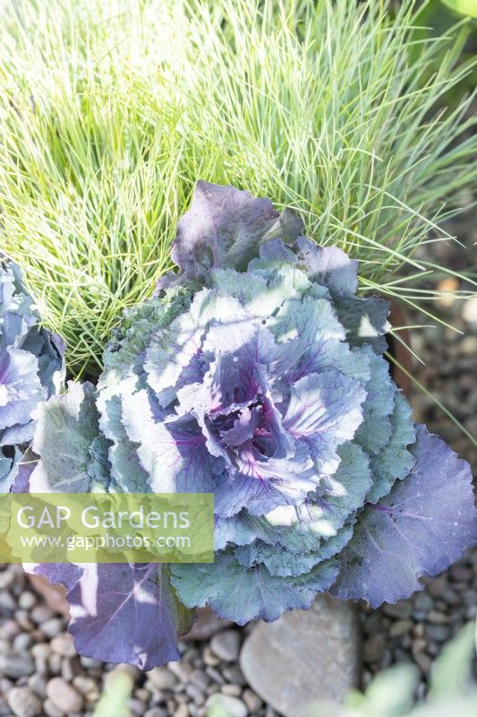 Ornamental Cabbage planted with Festuca glauca 'Golden Toupee' in terracotta pot