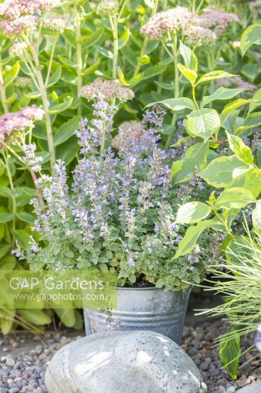 Nepeta 'Purrsian Blue' planted in a metal bucket