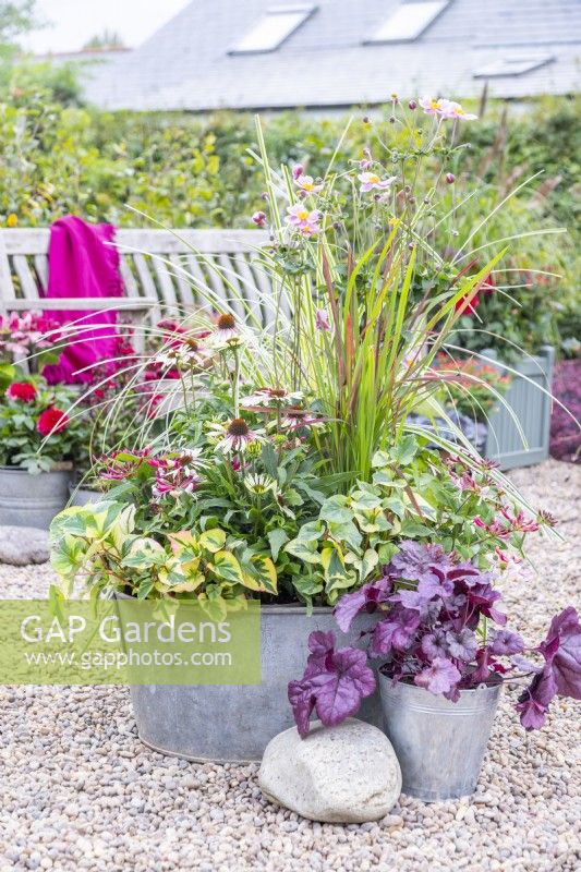 Metal bath planted with Imperata 'Red Baron', Carex 'Feather Falls', Lonicera 'Strawberries and Cream', Echinacea 'Sombrero Halo White Purple', Houttuynia 'Chameleon', Anemone 'September Charm' with Heuchera 'Wildberry' planted in a metal bucket