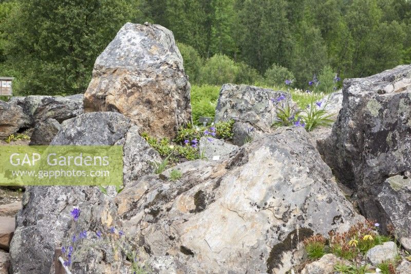 Arctic beds at Tromso Botanic Garden. Midsummer.

Substantial, lichen-covered boulders  improve the ambience for fragile, small arctic plants like Campanula turczaninovii and Saxifrage. 