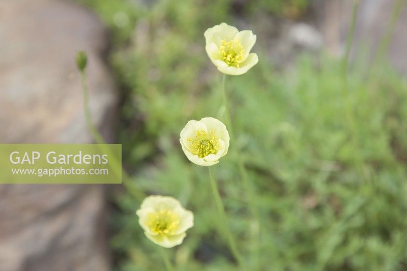 Papaver nudicaule - Papaver croceum - Arctic poppy - Icelandic poppy - Meconopsis nudicaulis - June.  