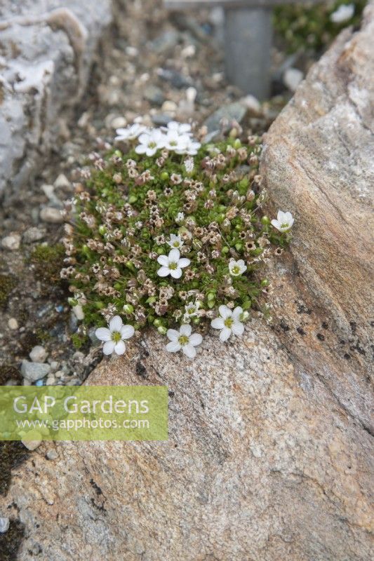 Arenaria pseudofrigida from Svalbard, flowering in June within the Arctic Circle at sea-level. 