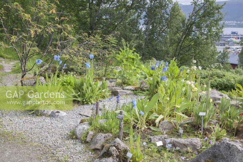 The Meconopsis Collection at TromsÃ¸ Arctic-Alpine Botanic Garden. Midsummer.

