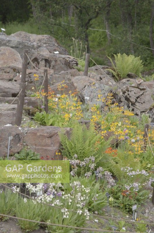 Primulas growing on steep, rocky bank including 
Primula florindae; Primula nivalis; Primula hazarica. Midsummer. June