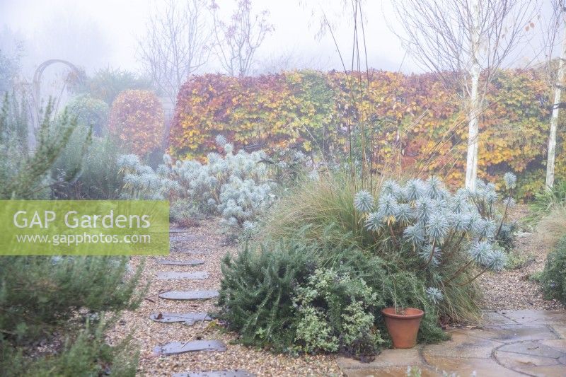 Stepping stone path leading past Euphorbias and Rosemary