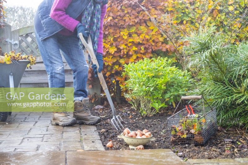 Woman using a fork to loosen soil to plant bulbs in