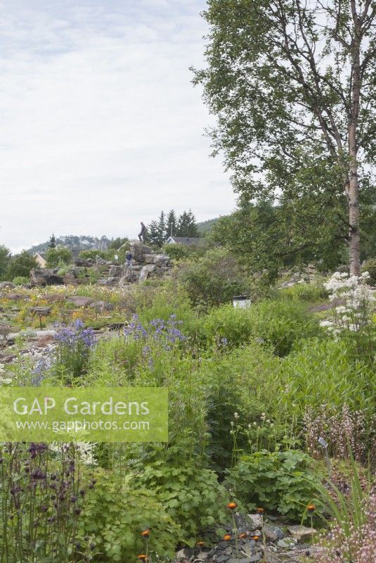 View over perennials and small trees towards visitors in the world's most-northerly Botanic Garden, Tromso. 
