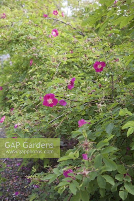 Deep-pink, fragrant Rosa pendulina 'Harstad'. Midsummer. June.