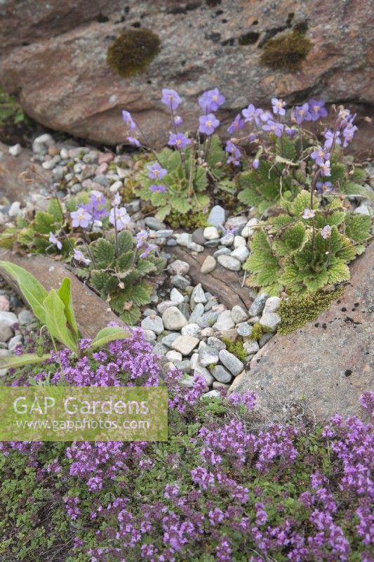 European alpine plants flowering in June within the Arctic Circle at sea-level.

Thymus serpyllum syn. pink thyme, creeping thyme. Ramonda myconii syn. Pyrenean violet.