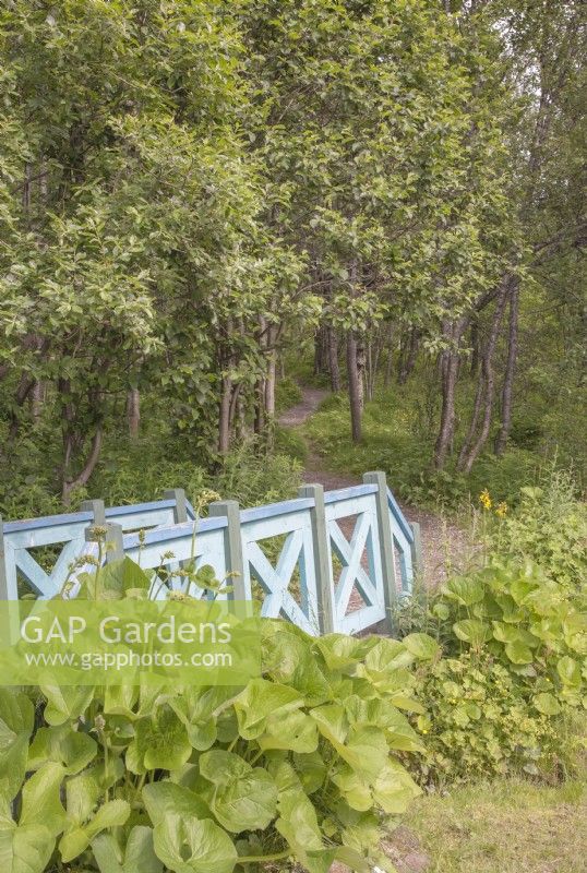 Blue, painted, wooden bridge and path into woodland. Darmera peltata syn. Peltiphyllum peltata. Midsummer.