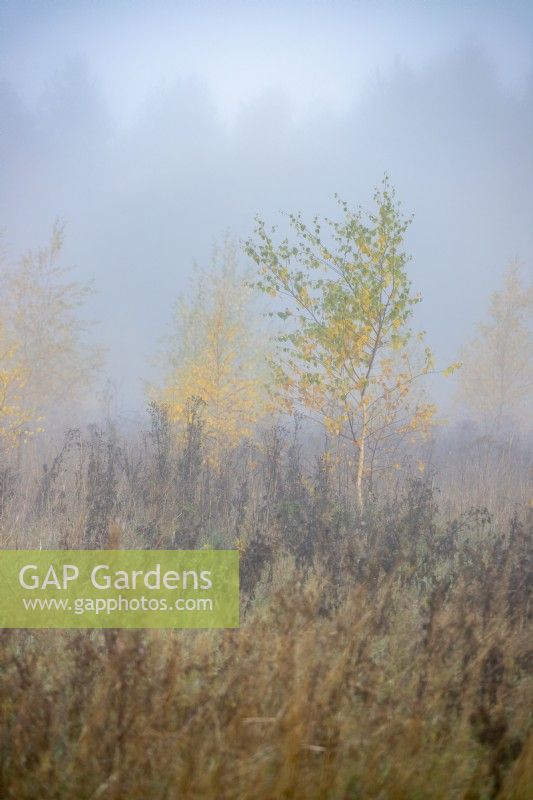Silver birch trees with leaves fading to yellow in a meadow