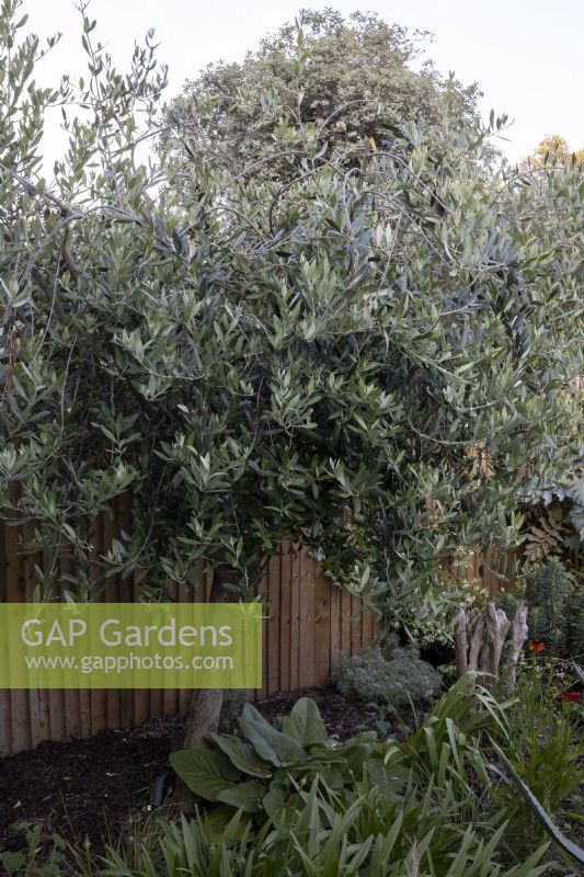 Olive tree or Olea europaea in small suburban garden