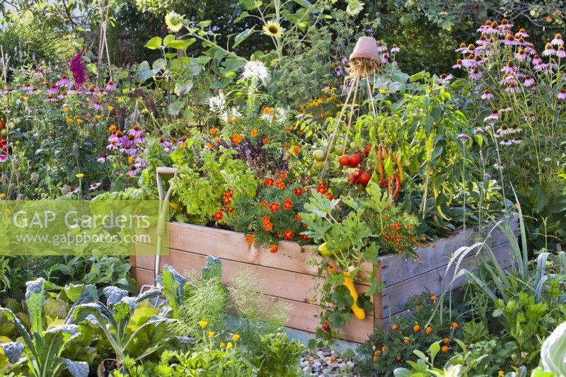 Companion planting in raised bed containing sweet peppers, tomatoes, courgettes, French marigold, purple and green basil and Swiss chard.