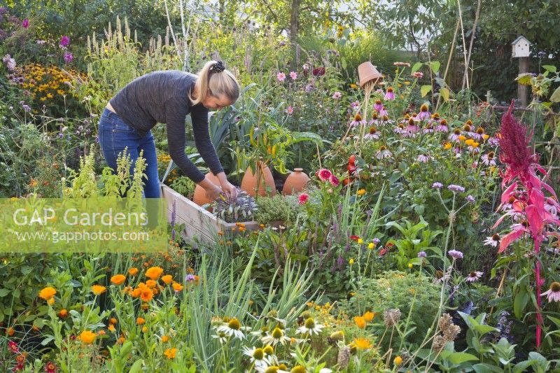 Woman picking herbs in organic kitchen garden.