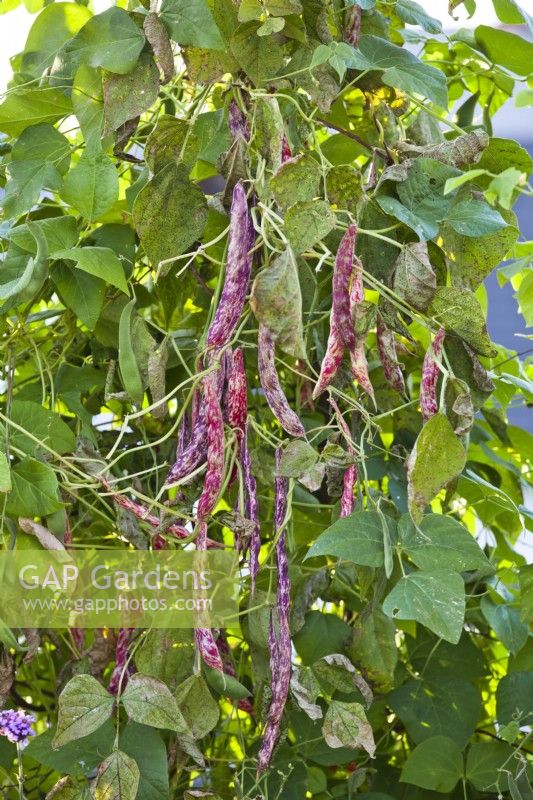 Phaseolus vulgaris Firetongue 'Borlotto Lingua di Fuoco'
