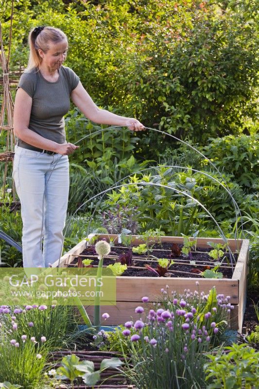 Woman placing metal arches over vegetable seedlings in raised bed.