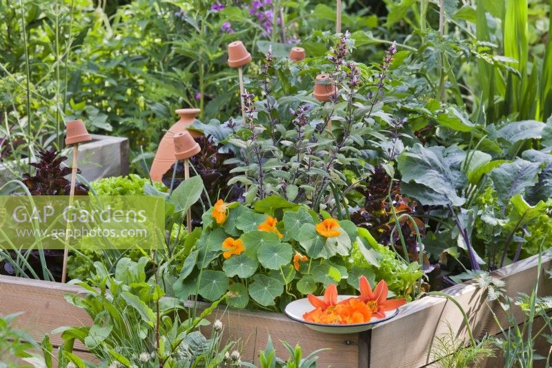 Companion planting in raised bed containing lettuce, sage, nasturtium, kohlrabi and tomato. Picked edible flowers of nasturtium, pot marigold and hemerocallis.