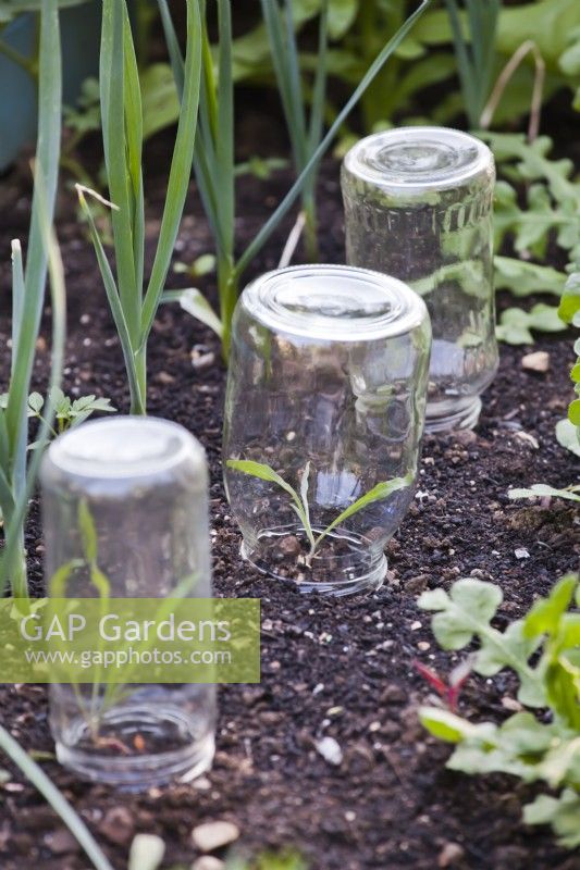 Glass jar frost protection for cornflower seedlings.