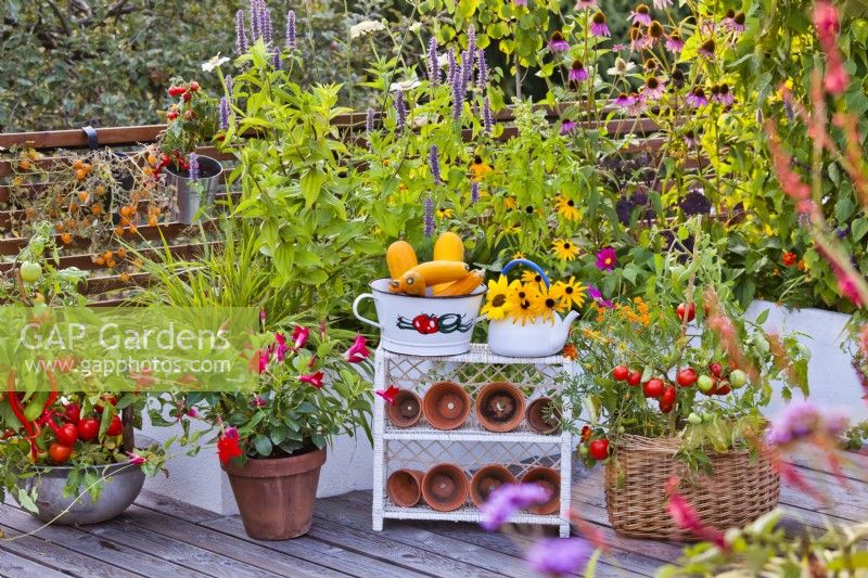 Container growing tomatoes and harvested courgettes displayed on decked terrace. country, cottage