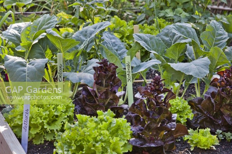 Companion planting in vegetable bed containing lettuce, kohlrabi and onion.