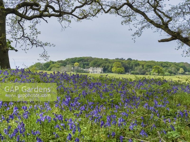 Sheringham Hall with Hyacinthoides non-scripta - Bluebells in the woods Norfolk UK