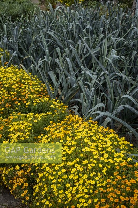 Tagetes, marigolds growing in vegetable garden alongside Leeks