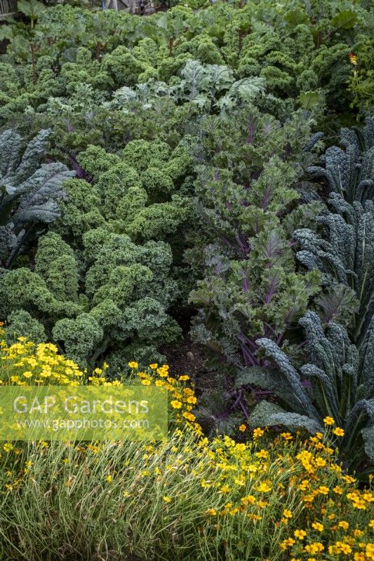 Tagetes, marigolds growing in vegetable garden alongside Brassicas