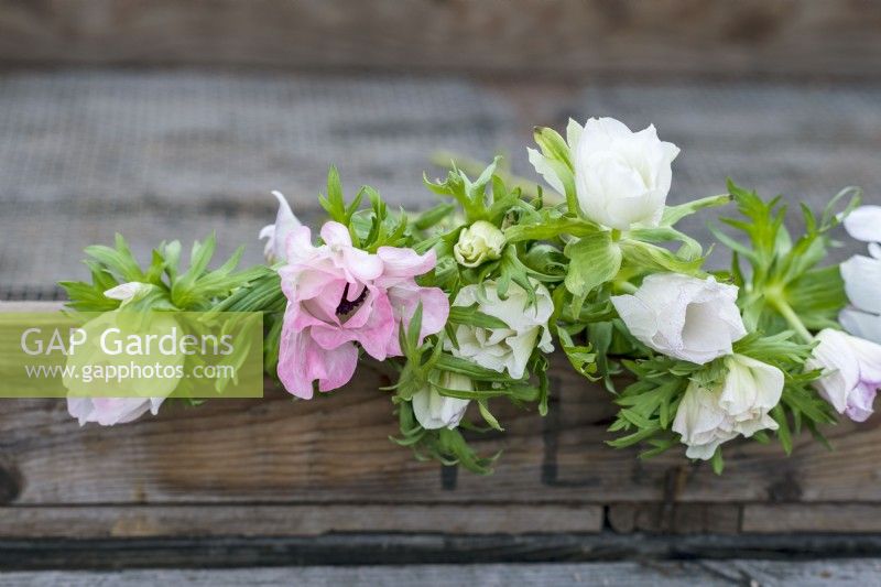 Harvested cut flowers for arrangement. White and light pink Anemones 