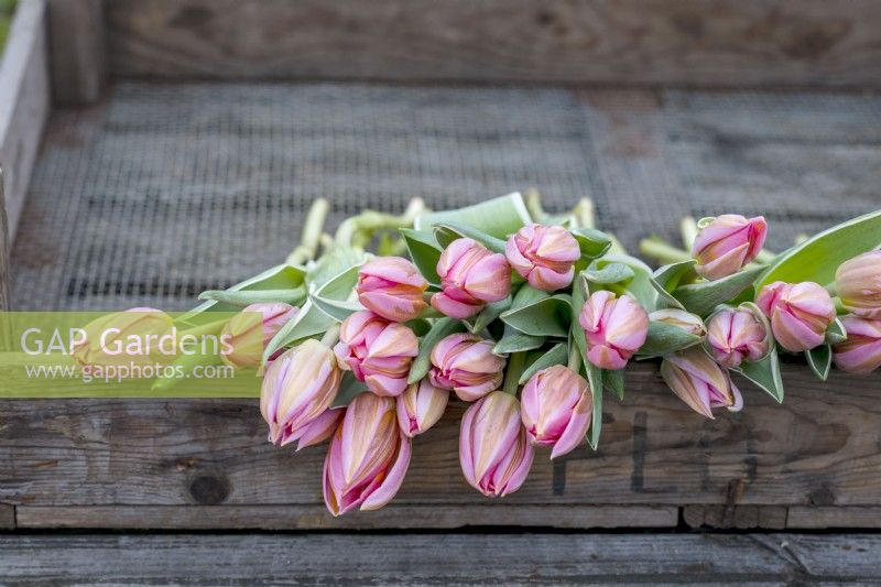 Harvested tulips for arrangement.Tulipa 'Pretty Princess'
