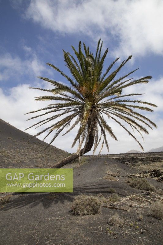 Palm tree - Arecaceae -growing in volcanic soil