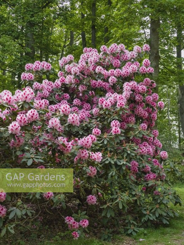 Pink Rhododendron at Sheringham Park Norfolk UK