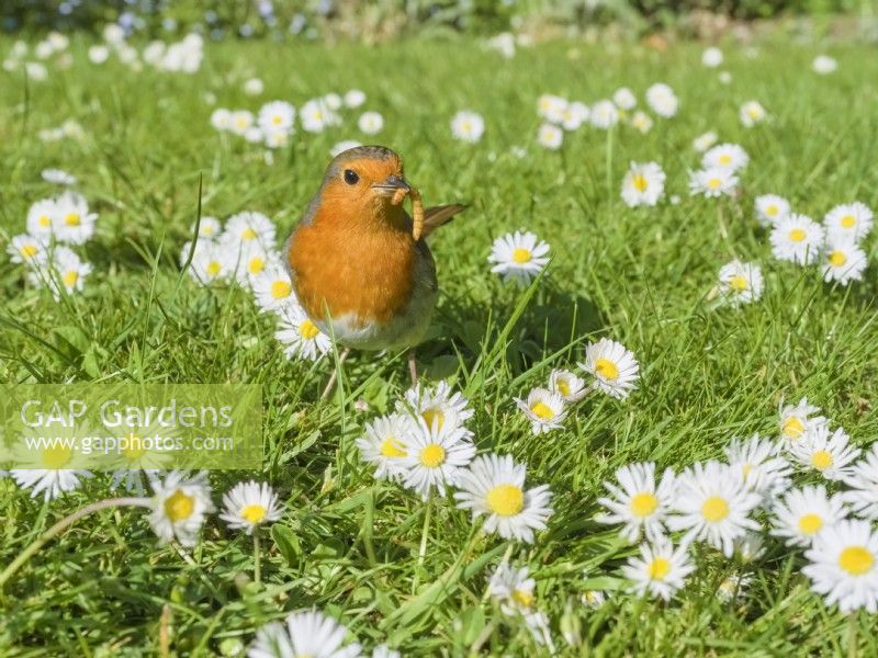 Erithacus rubecula - Robin with mealworm on lawn with daisies
