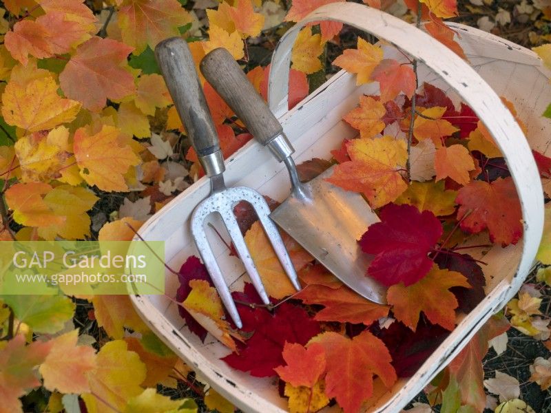 Fallen leaves and trug with hand tools Acer rubrum 'October glory' - Red maple 'October Glory' 