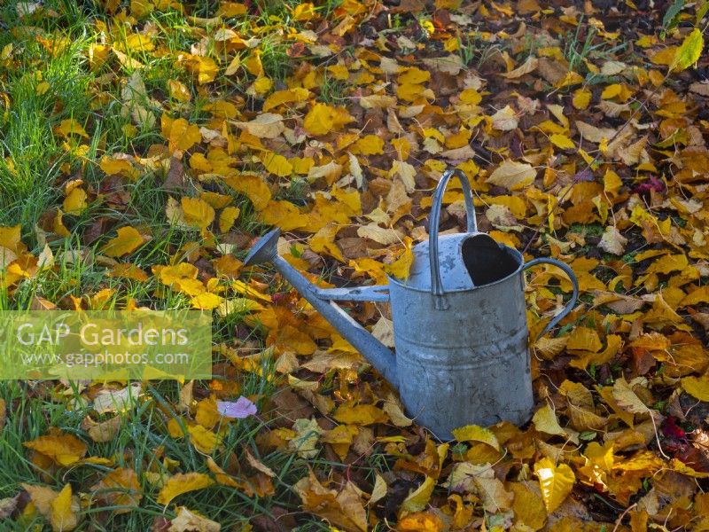 Acer davidii grosseri fallen leaves and watering can in November